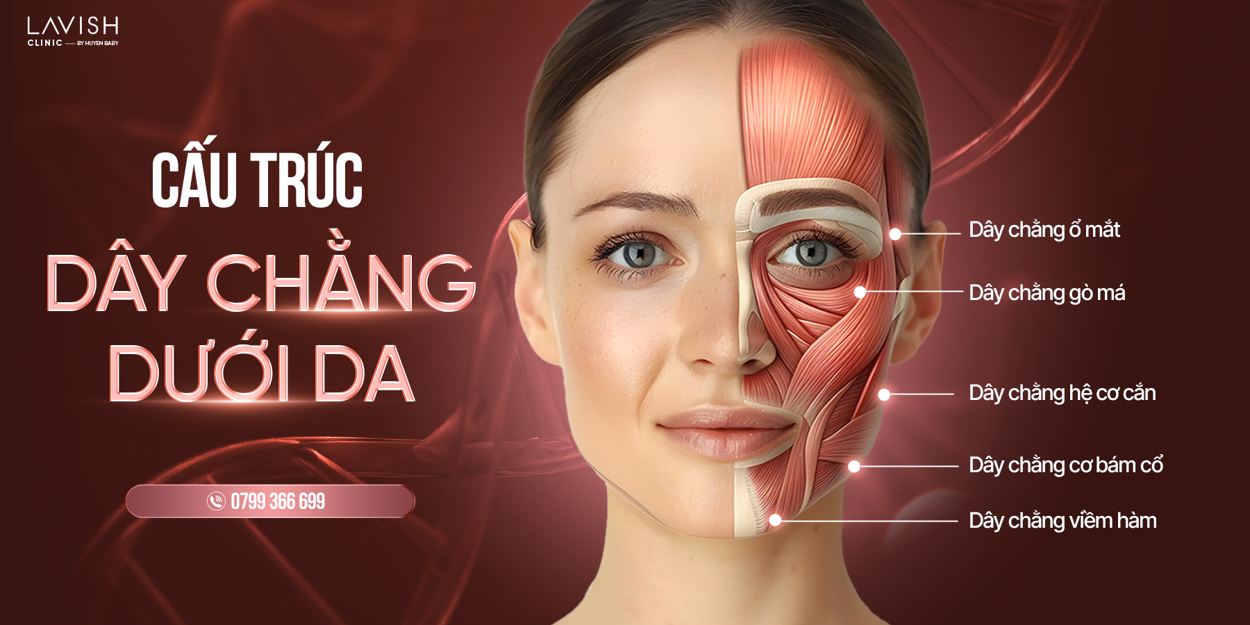 cấu trúc dây chằng dưới da